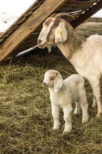 Lambs domestic goat kid
