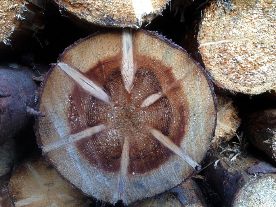 Holzstapel chainsaw strains