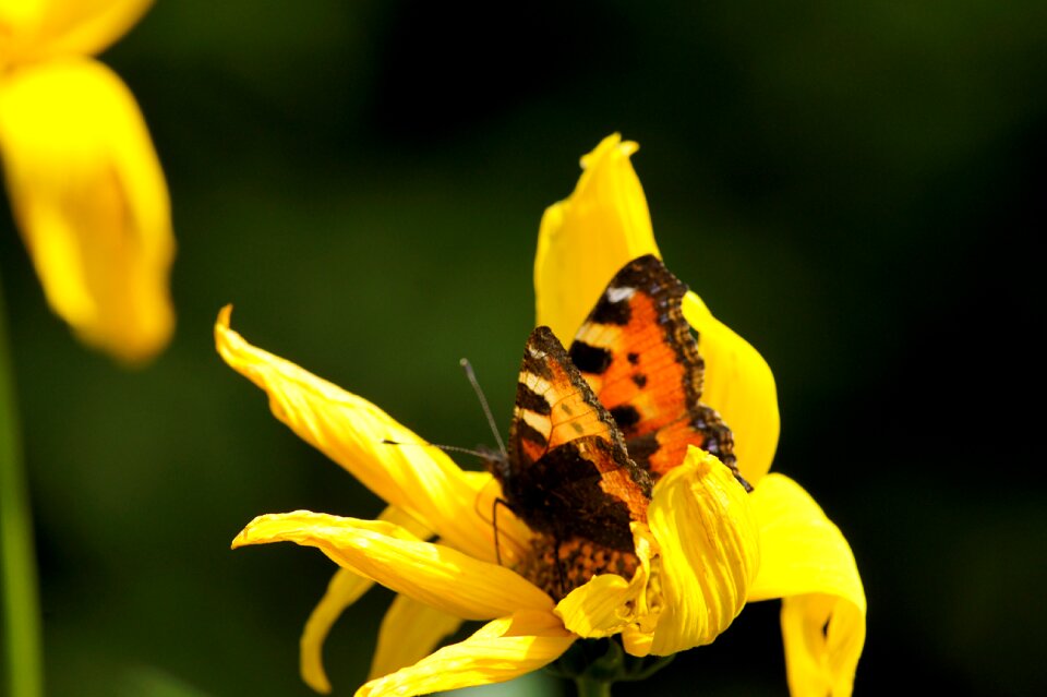 Butterfly flower macro