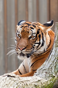 Tiger animal cat
