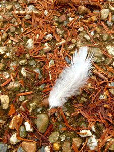 White feather angel's wings sign