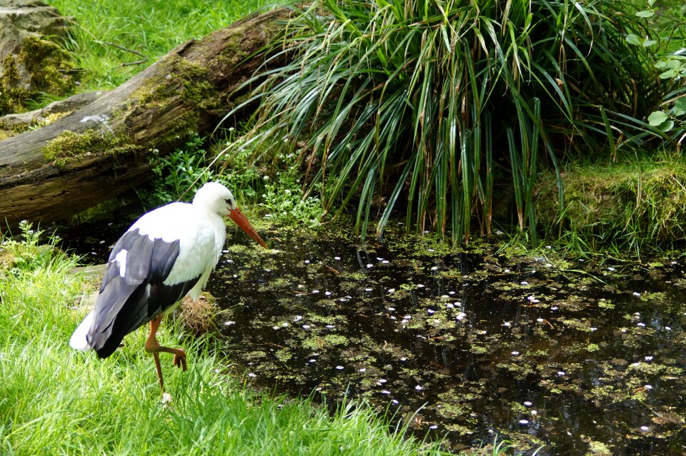 Animals rattle stork white stork