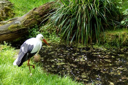 Animals rattle stork white stork
