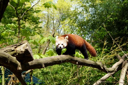 Red panda zoo cute