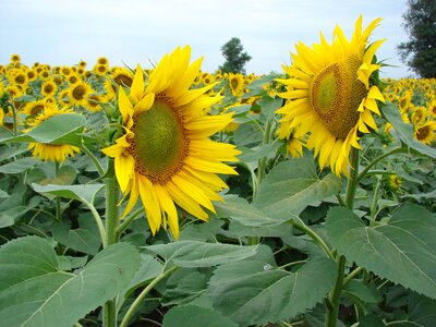 Yellow sunflowers field photo