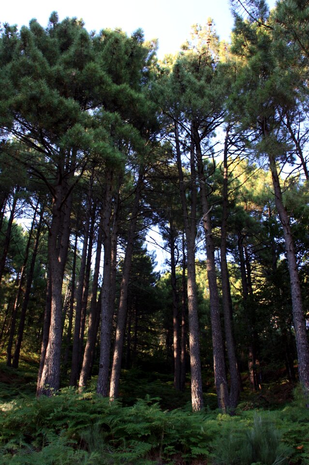 Pinewood pine nuts nature
