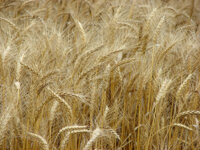Cereals spike grain seeds
