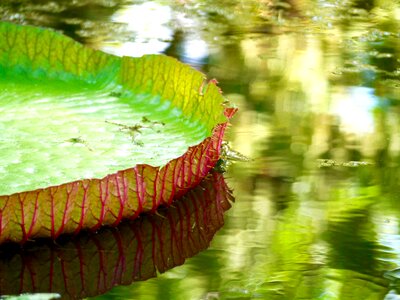 White green sheet in the water