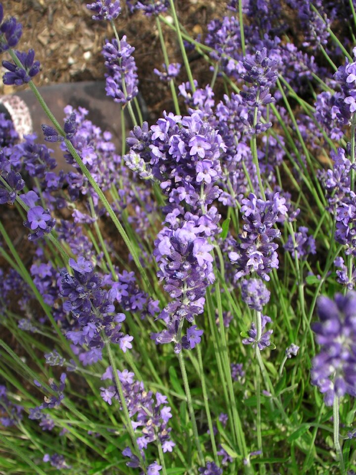 Lavender flowers blossom bloom
