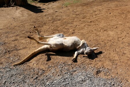 Kangaroo australia sun
