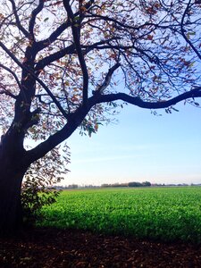 Tree park landscape
