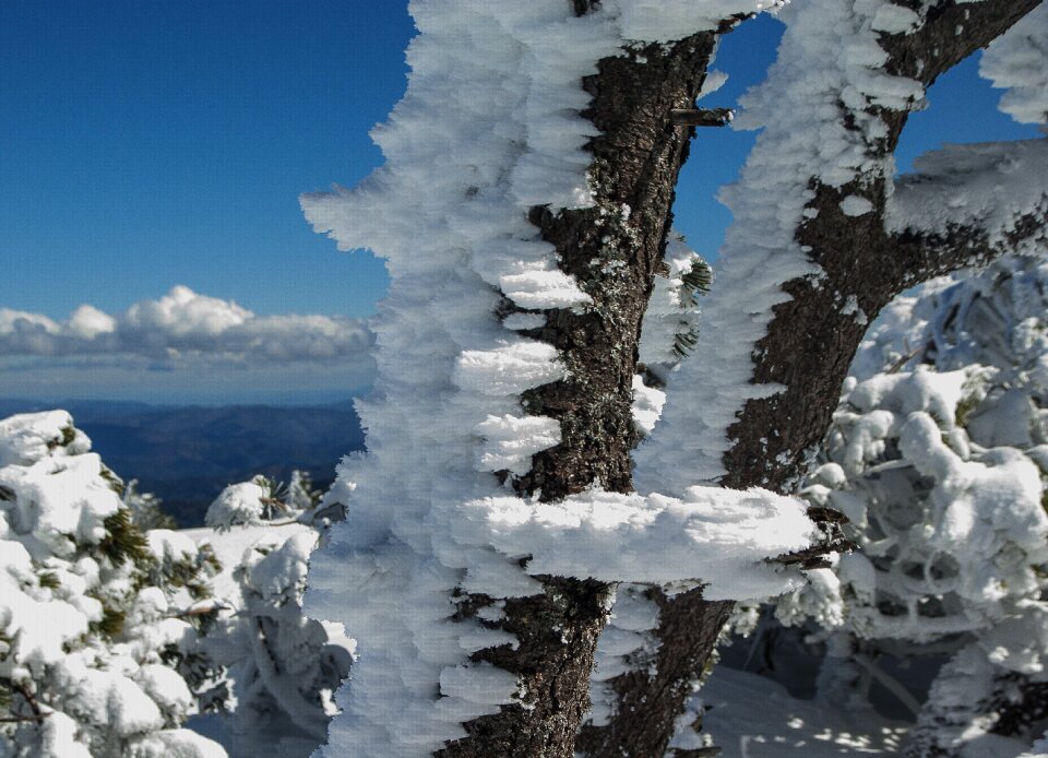 Snow winter landscape trees