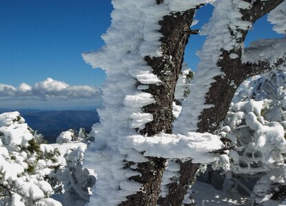 Snow winter landscape trees photo