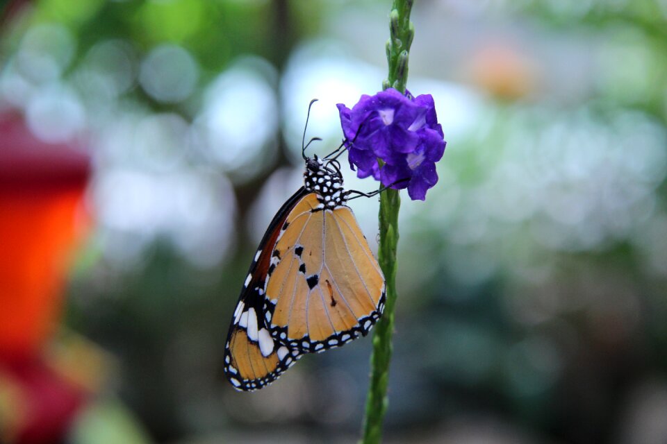 Nature colorful macro