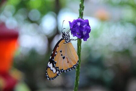 Nature colorful macro photo