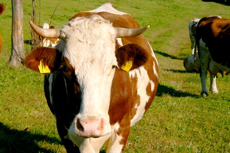 Pasture beef cattle