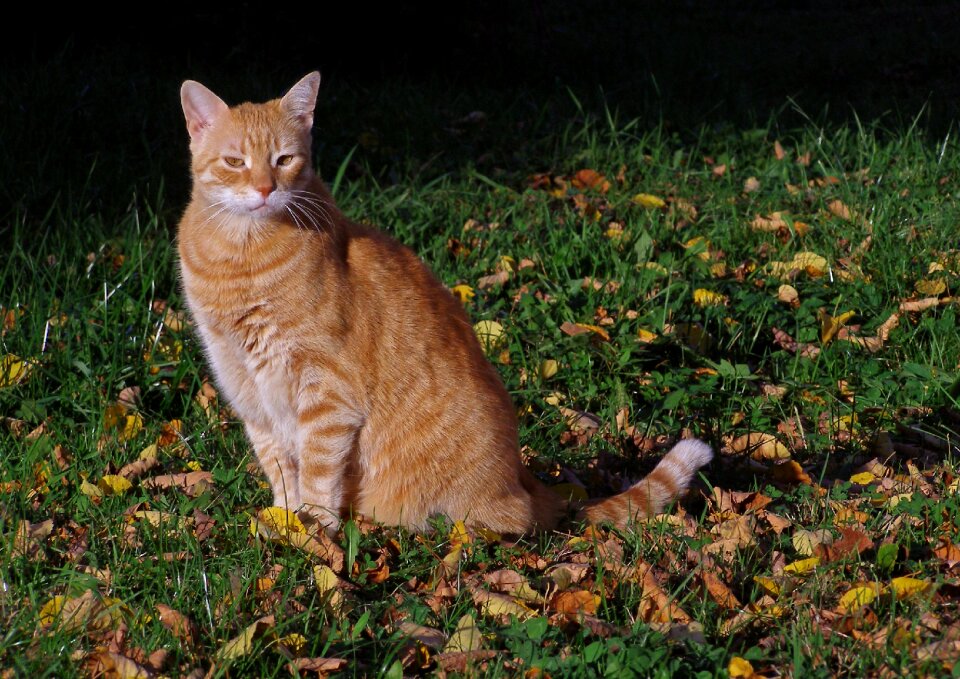 On the grass foliage autumn