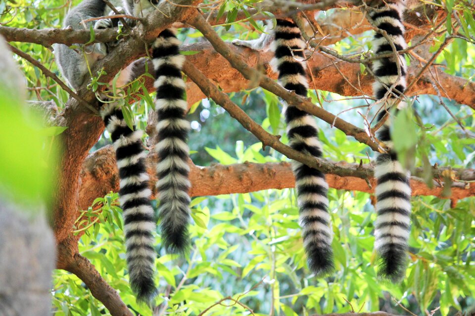 Animals animal exotic animal