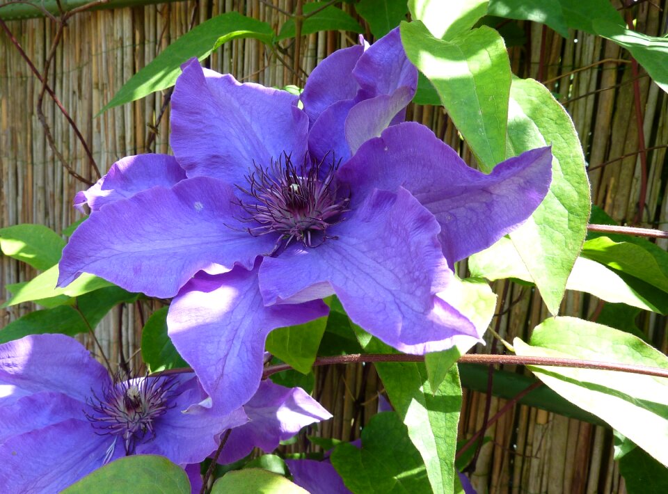 Climber plant blue-purple garden plant