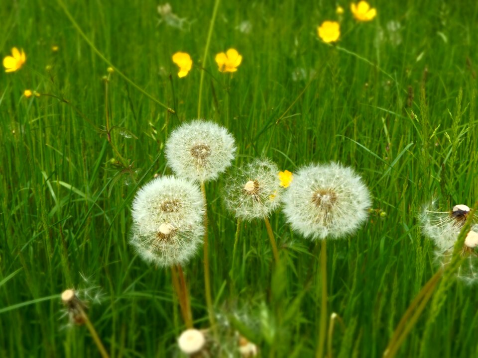 Green nature spring