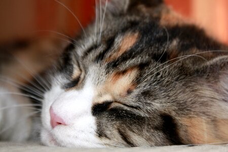 Domestic cat pet a young kitten photo