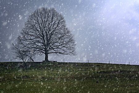 Winter snowfall wintry photo