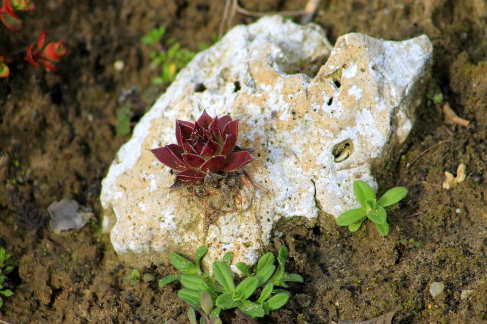Rock garden garden nature
