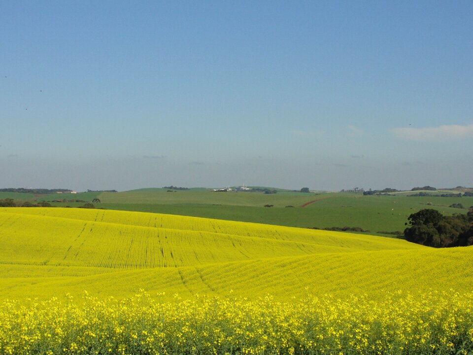 Canola flower nature