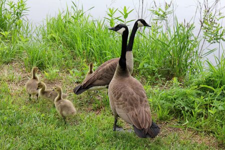 Goose bird animal