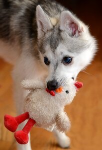 Puppy busted innocent