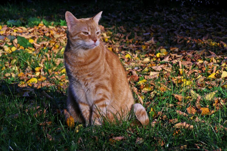 On the grass foliage autumn