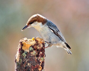 Nature wildlife songbird photo