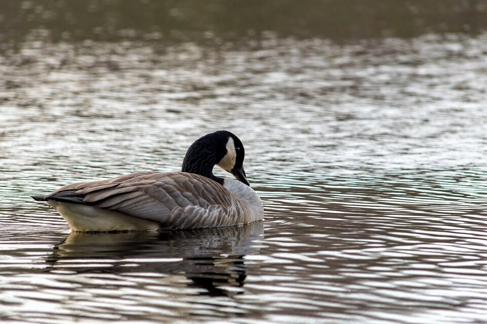 Nature water bird geese