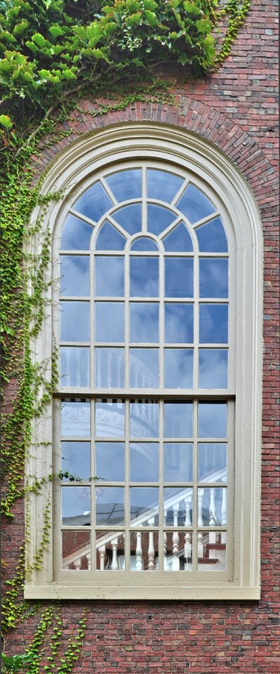 Wall ivy