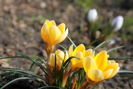 Blooms nature early spring