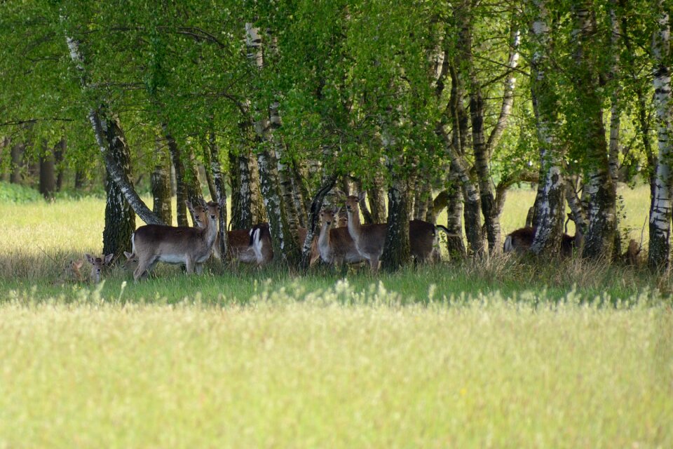Deer hirschsprung hinds