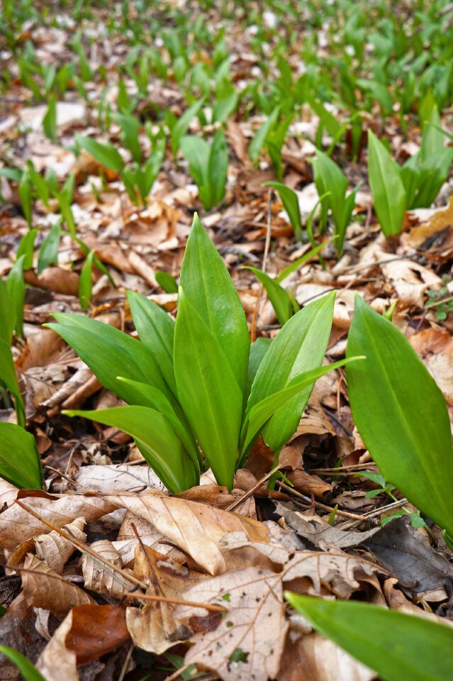 Bear's garlic plant forest