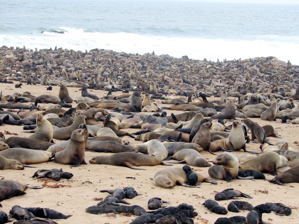Crawl namibia beach