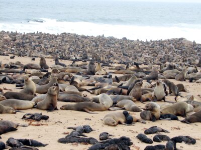 Crawl namibia beach photo