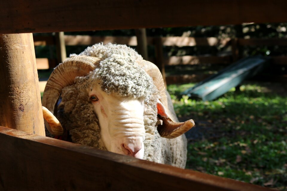 Sheep close-up australia