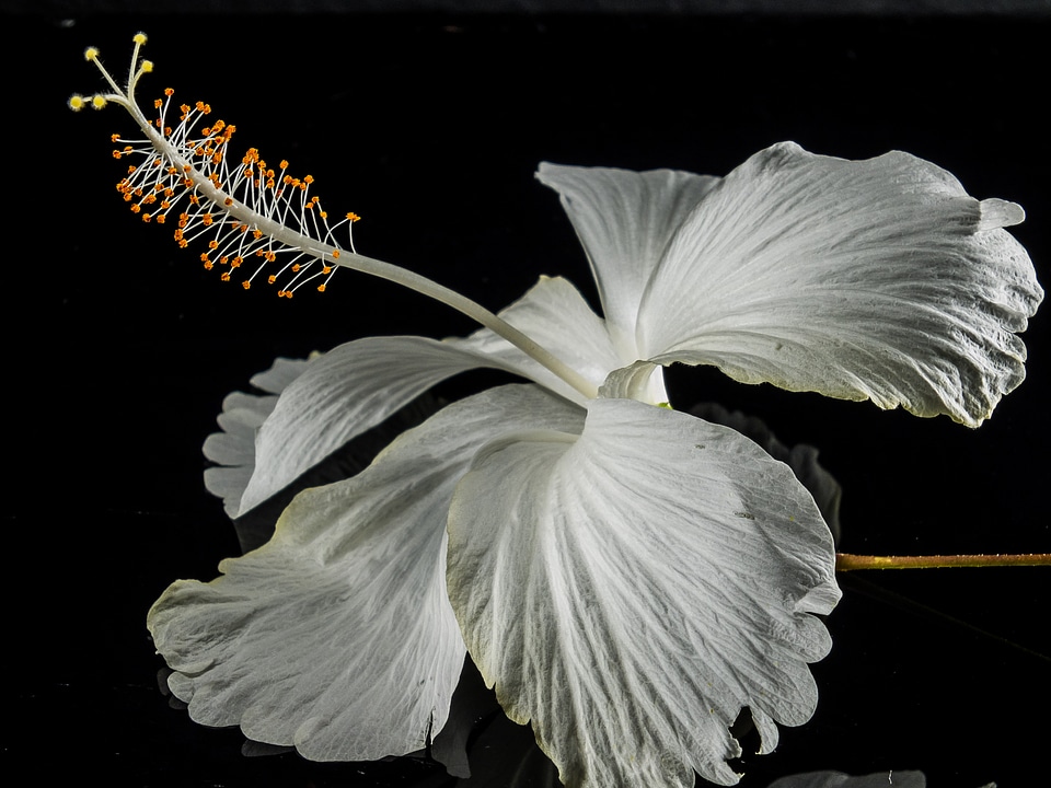 Flower white marshmallow