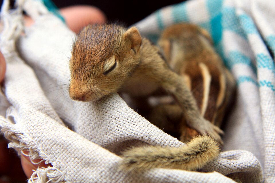Cute mammal adorable