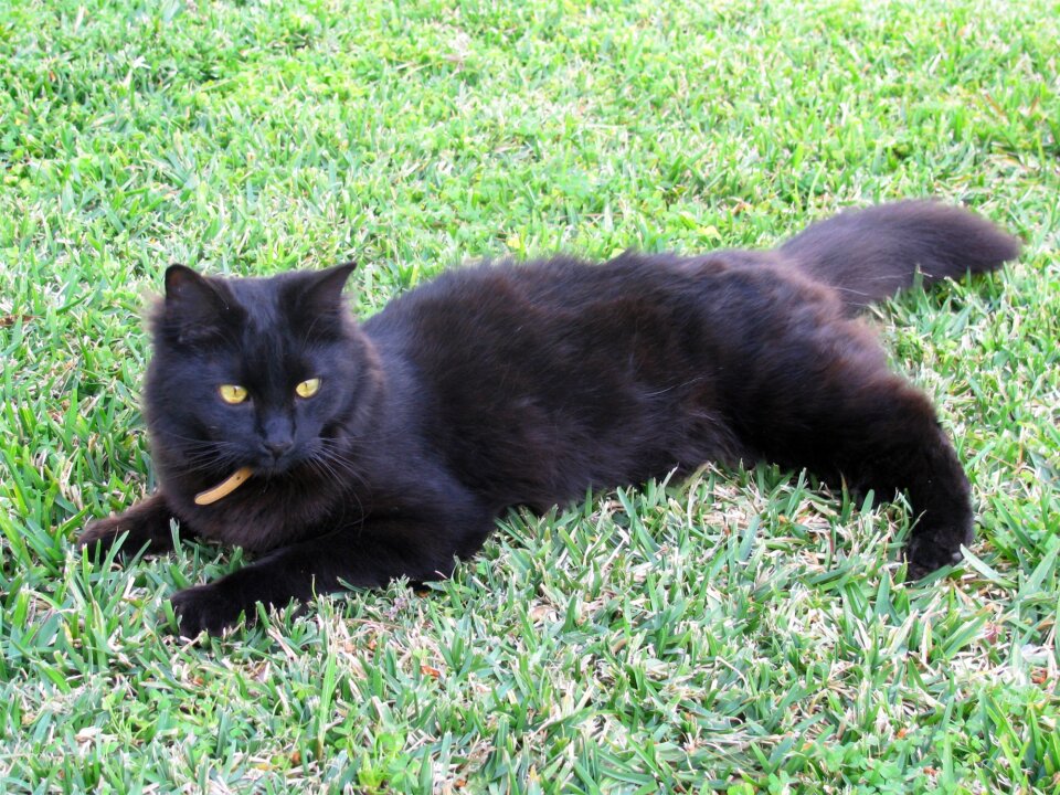 Pet pets animal