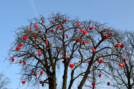 Together tree romance