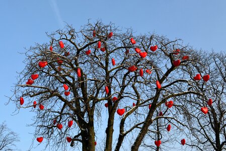 Together tree romance photo