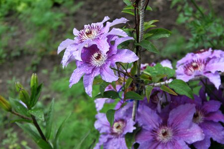 Violet blooms blooming