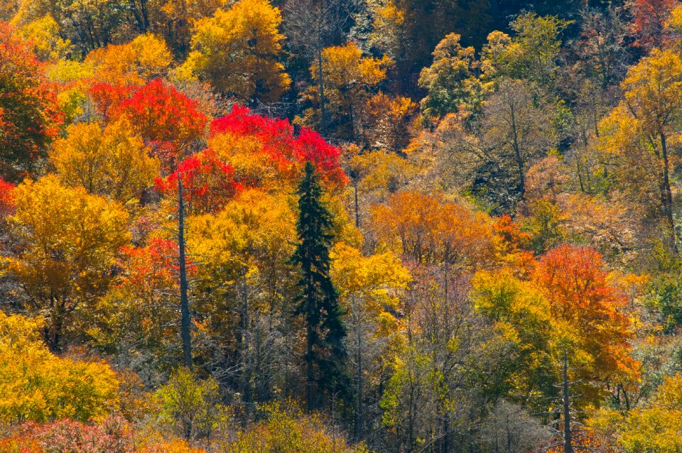 Smoky mountains scenic foliage