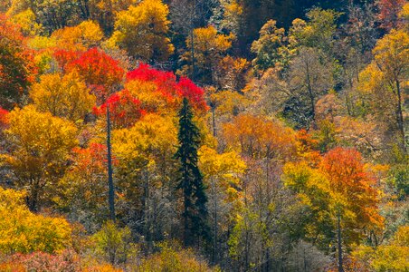 Smoky mountains scenic foliage photo