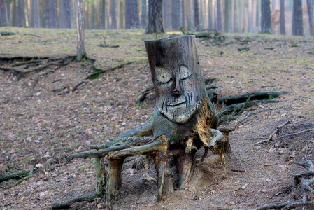 Forest root art