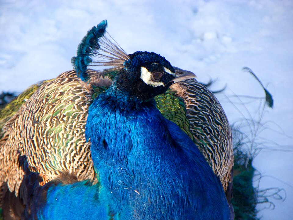 Blue the head of the peacock crown